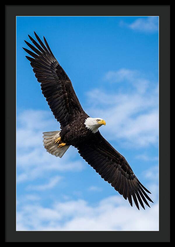 Bald Eagle Soaring High