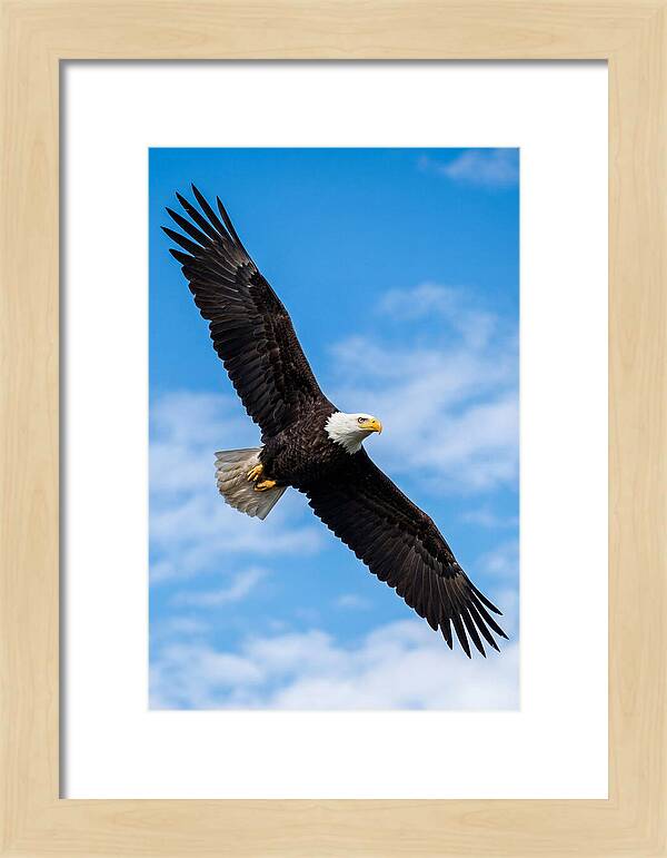Bald Eagle Soaring High