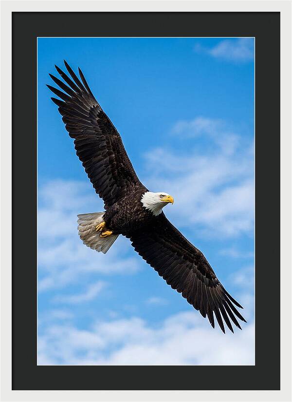 Bald Eagle Soaring High
