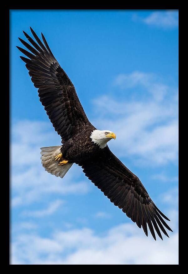 Bald Eagle Soaring High