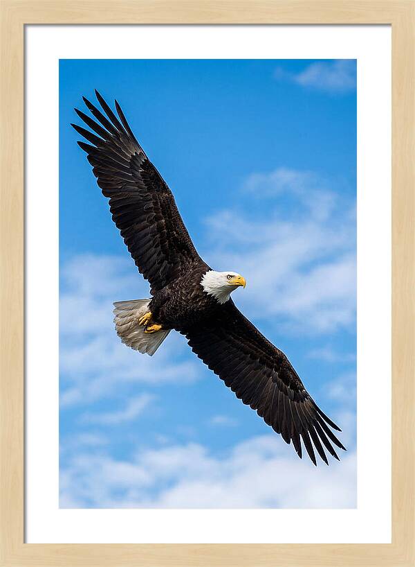 Bald Eagle Soaring High