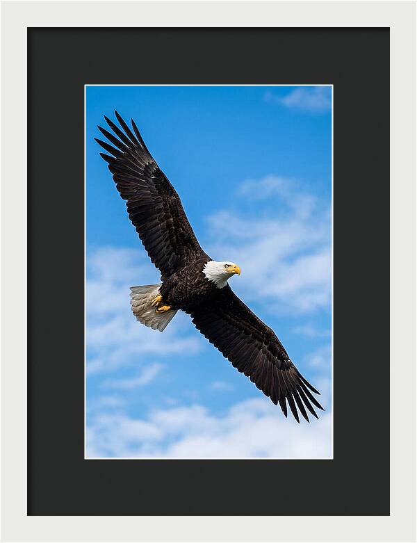 Bald Eagle Soaring High