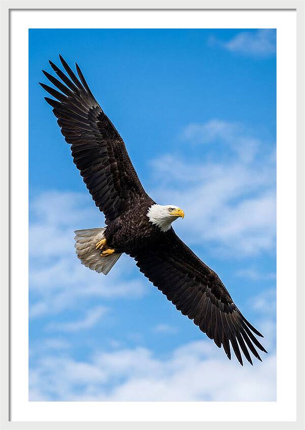Bald Eagle Soaring High