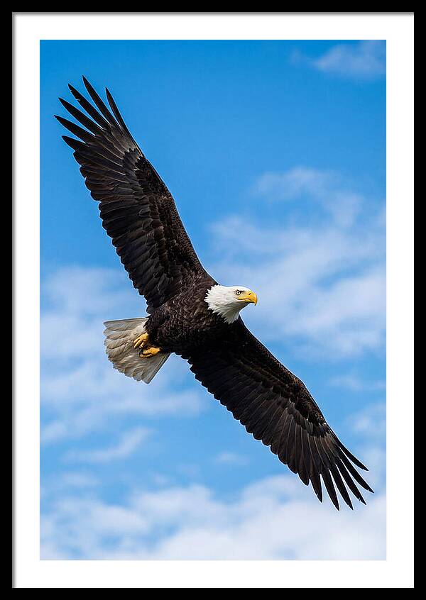 Bald Eagle Soaring High