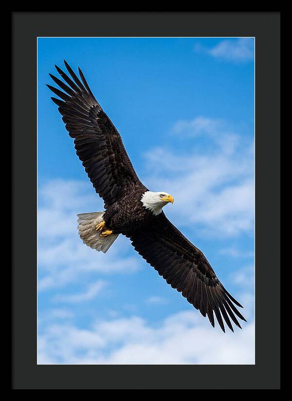 Bald Eagle Soaring High