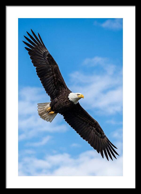 Bald Eagle Soaring High