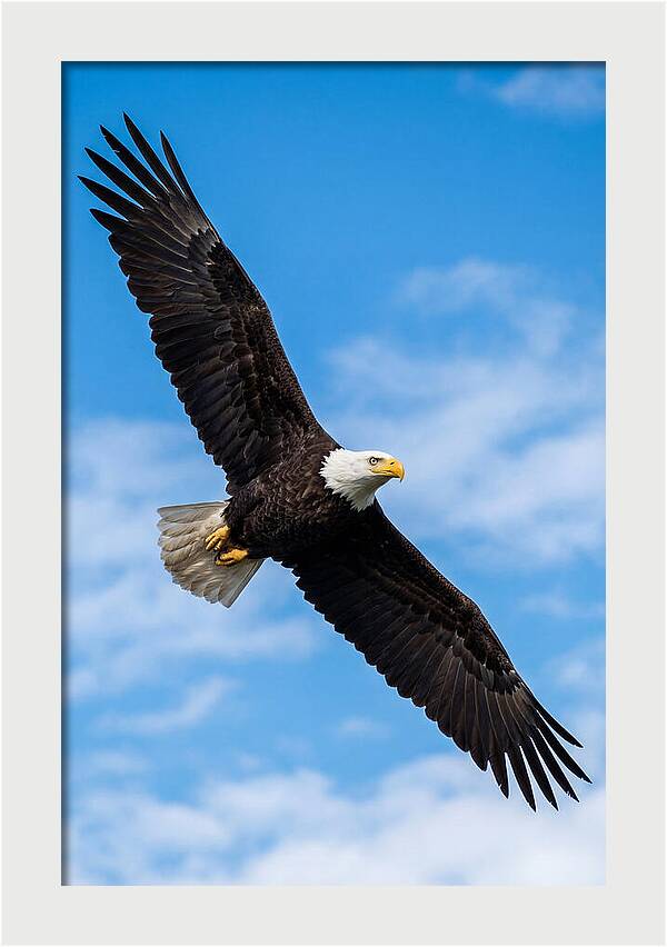 Bald Eagle Soaring High