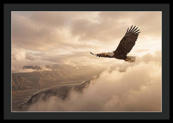 Bald Eagle Soaring Through Clouds