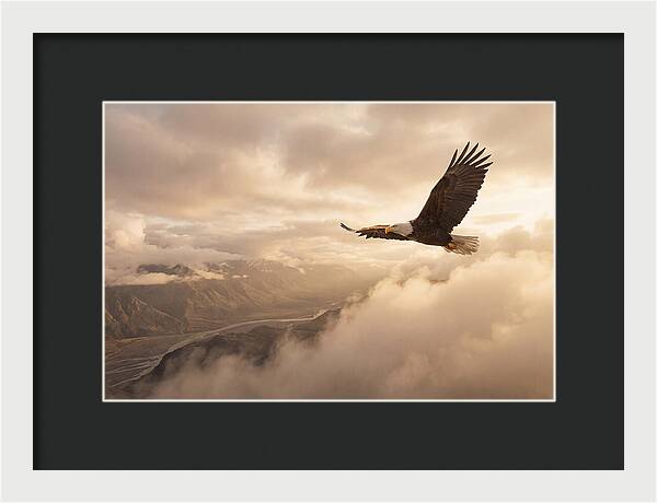 Bald Eagle Soaring Through Clouds