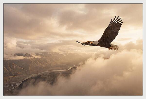 Bald Eagle Soaring Through Clouds