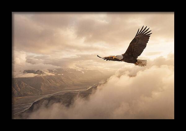 Bald Eagle Soaring Through Clouds