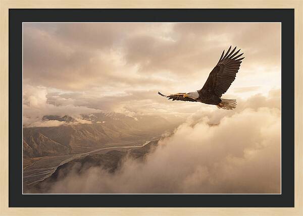 Bald Eagle Soaring Through Clouds