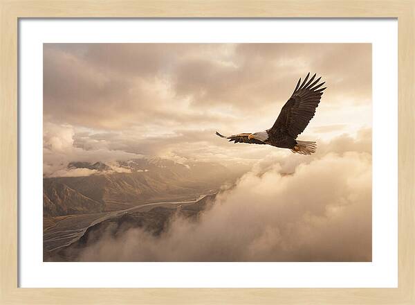 Bald Eagle Soaring Through Clouds