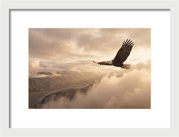 Bald Eagle Soaring Through Clouds