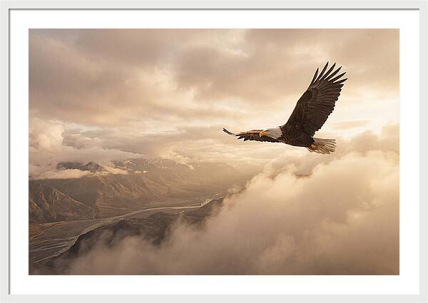 Bald Eagle Soaring Through Clouds