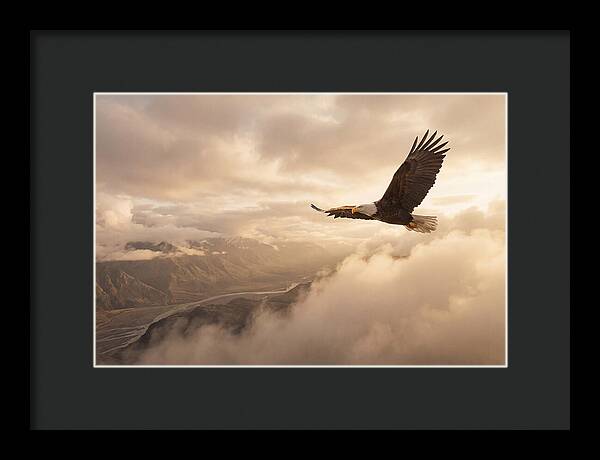 Bald Eagle Soaring Through Clouds