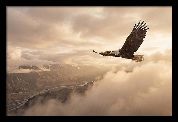 Bald Eagle Soaring Through Clouds