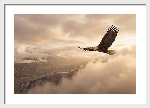 Bald Eagle Soaring Through Clouds