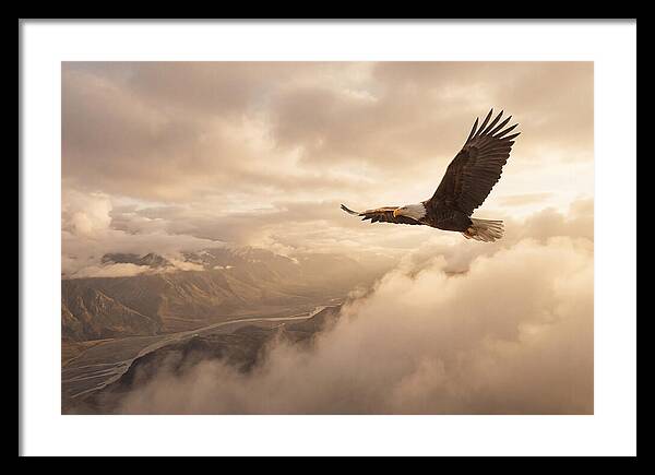Bald Eagle Soaring Through Clouds