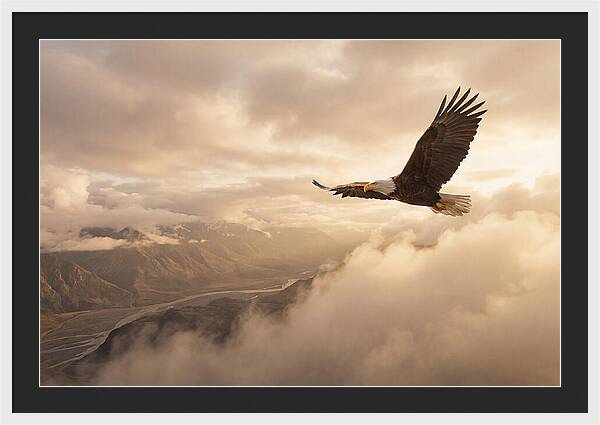 Bald Eagle Soaring Through Clouds