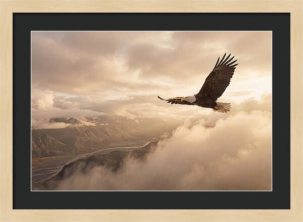 Bald Eagle Soaring Through Clouds