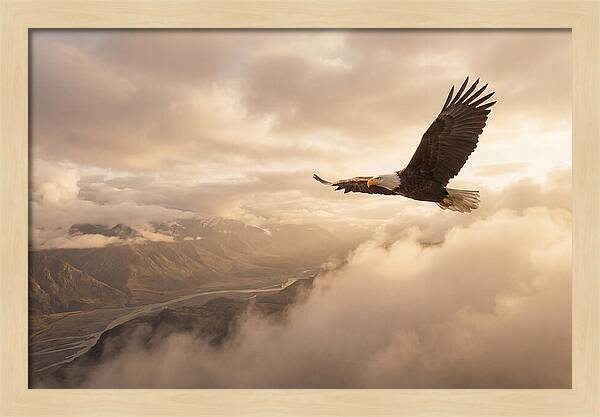 Bald Eagle Soaring Through Clouds