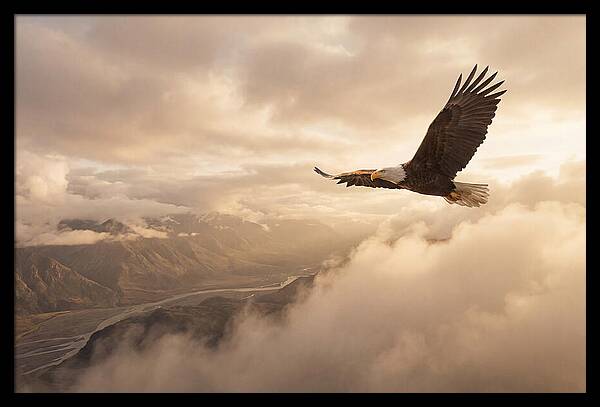 Bald Eagle Soaring Through Clouds