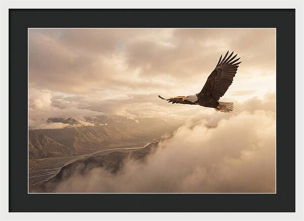 Bald Eagle Soaring Through Clouds