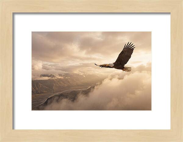 Bald Eagle Soaring Through Clouds