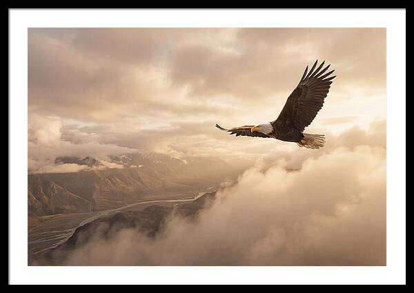 Bald Eagle Soaring Through Clouds
