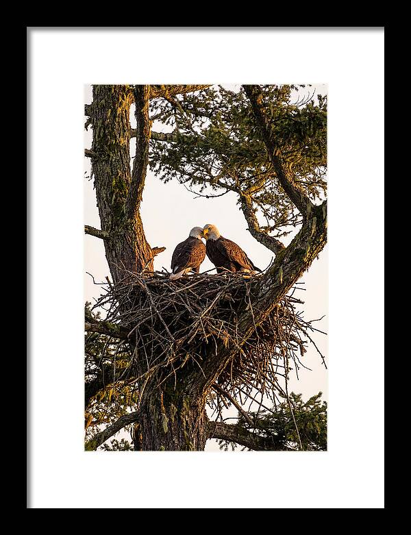 Bald Eagles Embracing At Nest