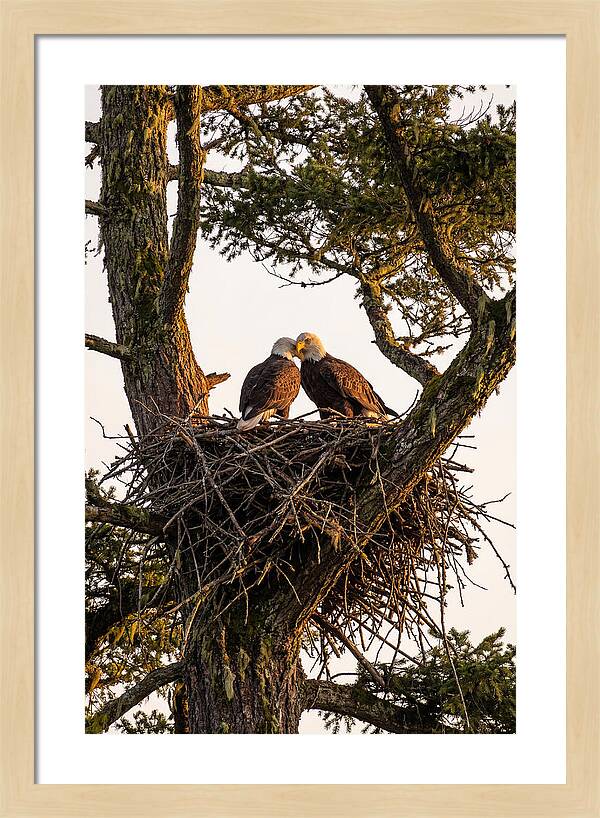 Bald Eagles Embracing At Nest