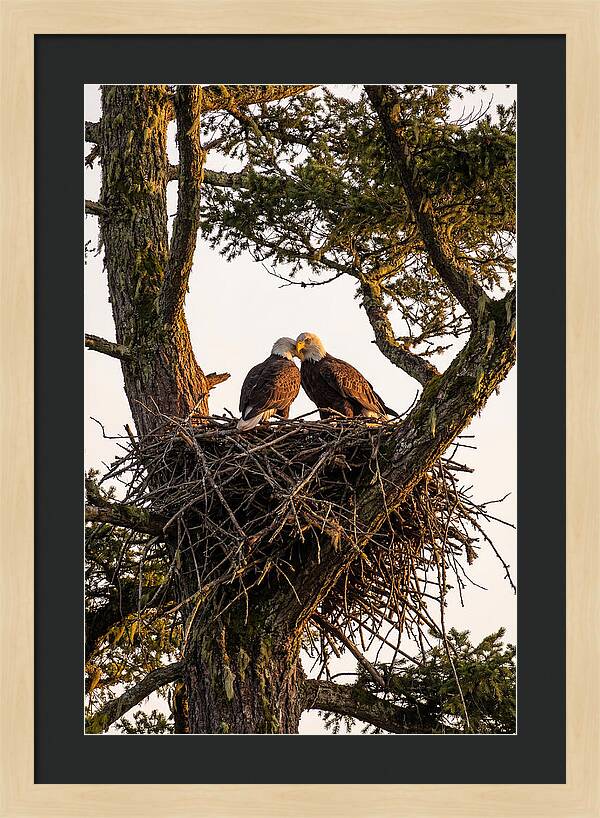 Bald Eagles Embracing At Nest