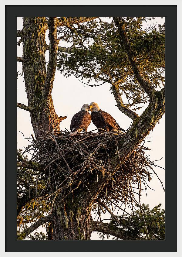 Bald Eagles Embracing At Nest