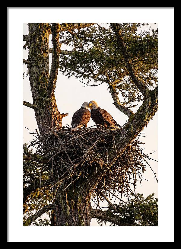 Bald Eagles Embracing At Nest