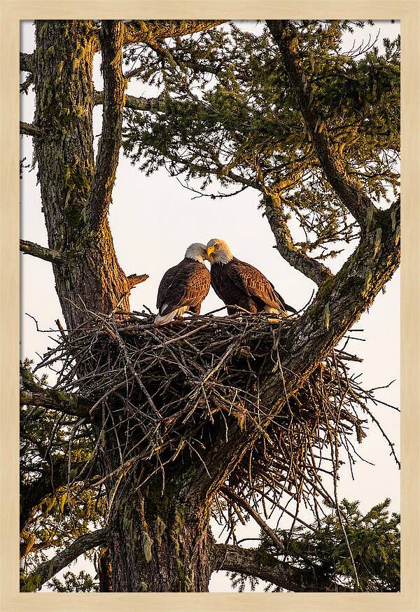 Bald Eagles Embracing At Nest