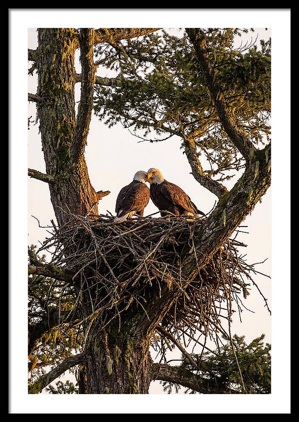 Bald Eagles Embracing At Nest