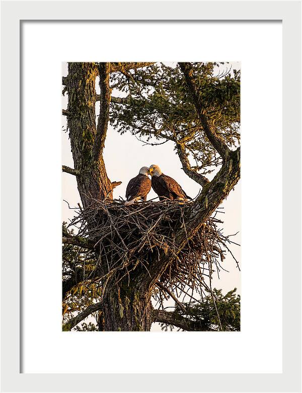 Bald Eagles Embracing At Nest