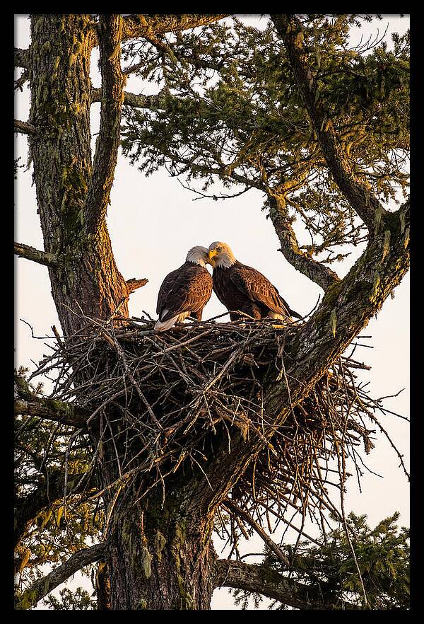 Bald Eagles Embracing At Nest