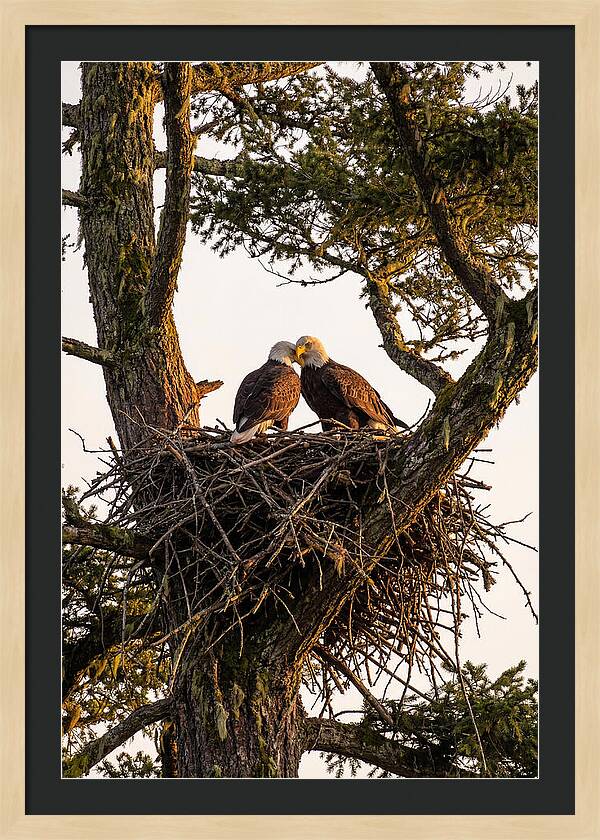 Bald Eagles Embracing At Nest