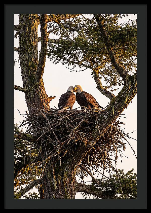 Bald Eagles Embracing At Nest
