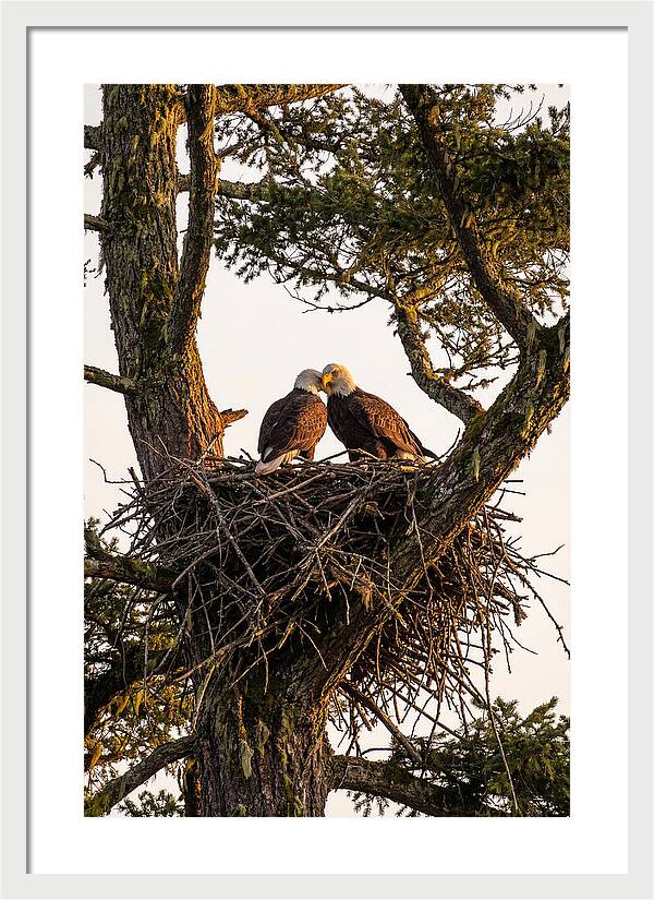 Bald Eagles Embracing At Nest