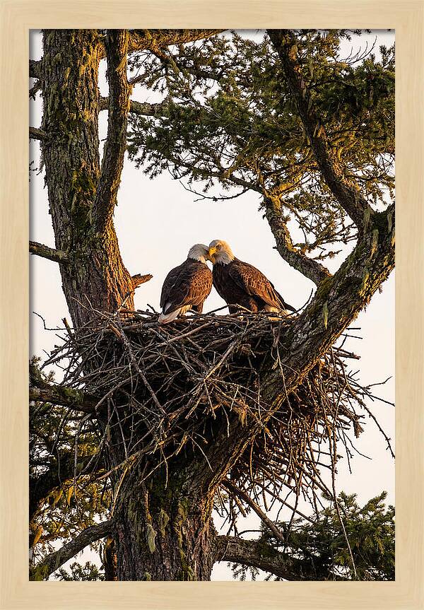 Bald Eagles Embracing At Nest