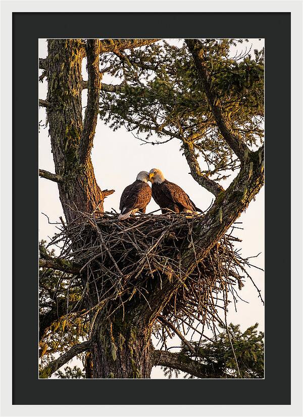 Bald Eagles Embracing At Nest
