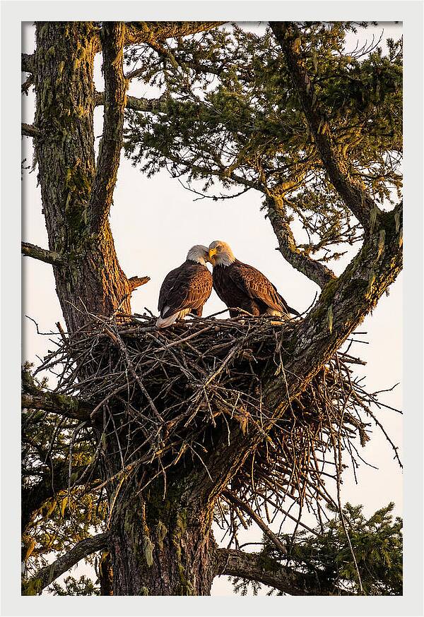 Bald Eagles Embracing At Nest