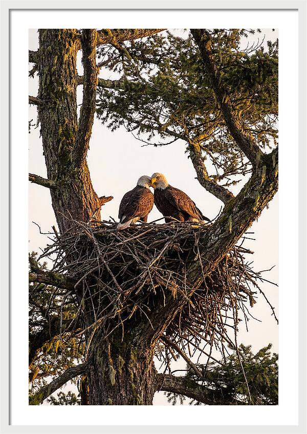 Bald Eagles Embracing At Nest