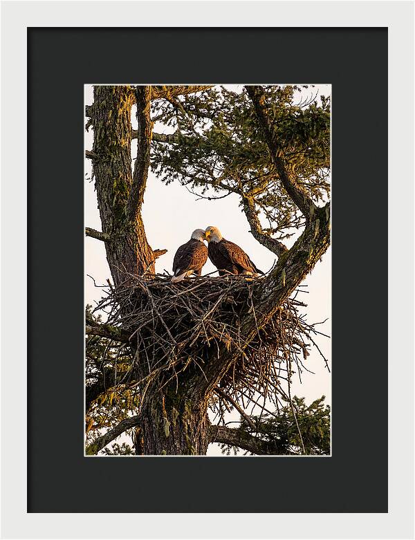 Bald Eagles Embracing At Nest