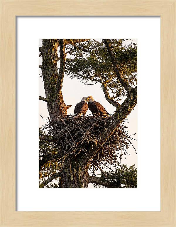 Bald Eagles Embracing At Nest