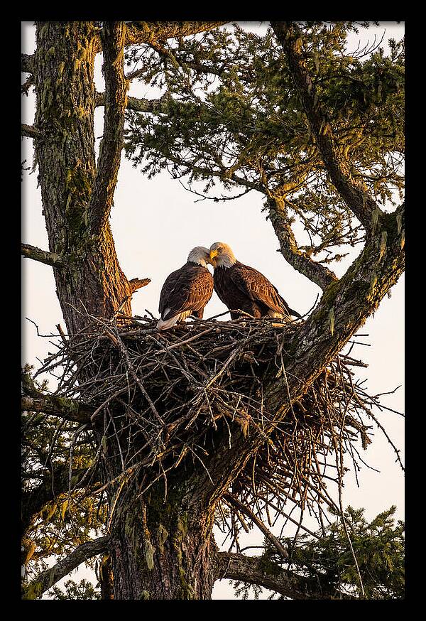 Bald Eagles Embracing At Nest