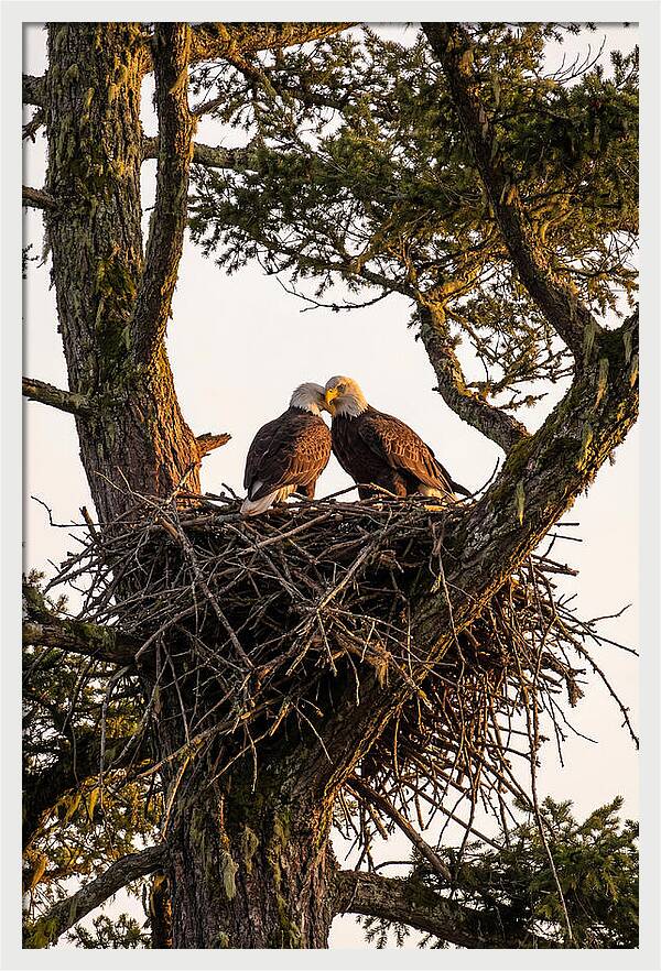 Bald Eagles Embracing At Nest